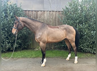 Mecklemburgo, Caballo castrado, 6 años, 180 cm, Castaño