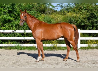 Mecklemburgo, Caballo castrado, 6 años