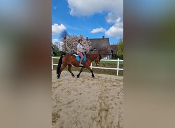Mecklemburgo Mestizo, Caballo castrado, 7 años, 166 cm, Castaño