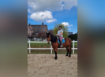 Mecklemburgo Mestizo, Caballo castrado, 7 años, 166 cm, Castaño