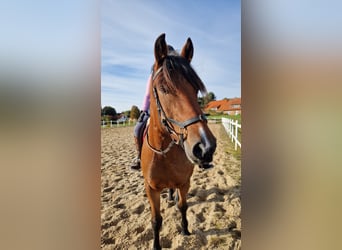Mecklemburgo Mestizo, Caballo castrado, 7 años, 166 cm, Castaño