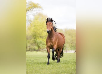 Mecklemburgo Mestizo, Caballo castrado, 7 años, 166 cm, Castaño