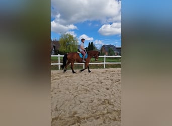 Mecklemburgo Mestizo, Caballo castrado, 7 años, 166 cm, Castaño