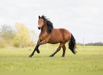 Mecklemburgo Mestizo, Caballo castrado, 7 años, 166 cm, Castaño