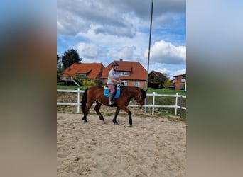 Mecklemburgo Mestizo, Caballo castrado, 7 años, 166 cm, Castaño