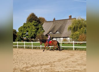 Mecklemburgo Mestizo, Caballo castrado, 7 años, 166 cm, Castaño