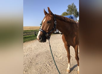 Mecklemburgo, Caballo castrado, 7 años, 167 cm, Alazán