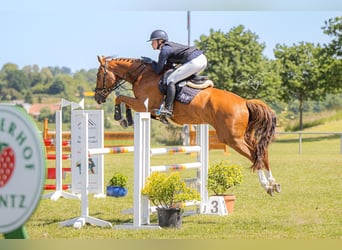 Mecklemburgo, Caballo castrado, 7 años, 167 cm, Alazán