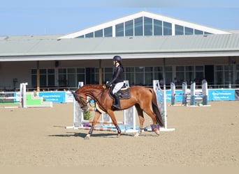 Mecklemburgo, Caballo castrado, 7 años, 168 cm, Alazán