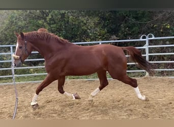 Mecklemburgo, Caballo castrado, 7 años, 171 cm, Alazán