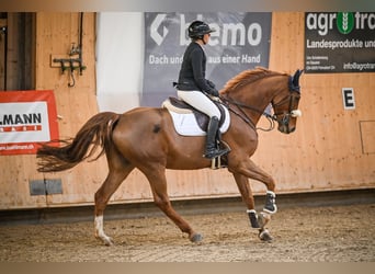 Mecklemburgo, Caballo castrado, 7 años, 172 cm, Alazán