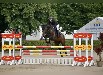 Mecklemburgo, Caballo castrado, 7 años, 172 cm, Morcillo