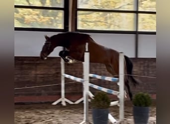 Mecklemburgo, Caballo castrado, 7 años, 173 cm, Castaño