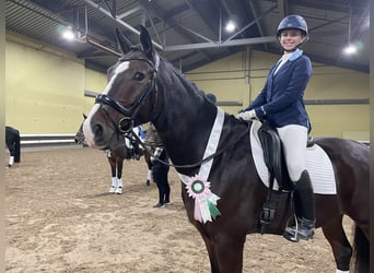 Mecklemburgo, Caballo castrado, 7 años, 173 cm, Castaño oscuro