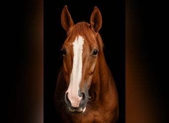 Mecklemburgo, Caballo castrado, 7 años, 175 cm, Alazán