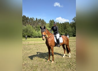 Mecklemburgo, Caballo castrado, 7 años, 176 cm, Alazán-tostado
