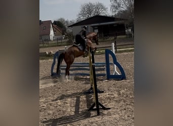 Mecklemburgo, Caballo castrado, 7 años, 176 cm, Alazán-tostado