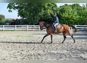 Mecklemburgo, Caballo castrado, 7 años, 178 cm, Castaño