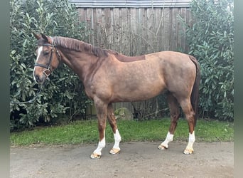 Mecklemburgo, Caballo castrado, 8 años, 166 cm, Alazán-tostado