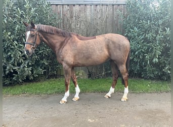 Mecklemburgo, Caballo castrado, 8 años, 166 cm, Alazán-tostado