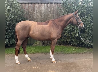 Mecklemburgo, Caballo castrado, 8 años, 166 cm, Alazán-tostado