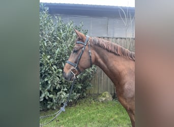 Mecklemburgo, Caballo castrado, 8 años, 166 cm, Alazán-tostado