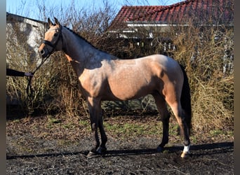 Mecklemburgo, Caballo castrado, 8 años, 169 cm, Buckskin/Bayo