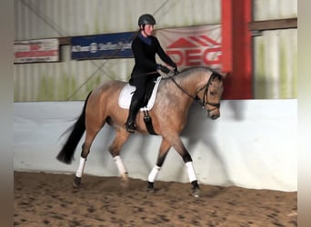 Mecklemburgo, Caballo castrado, 8 años, 169 cm, Buckskin/Bayo