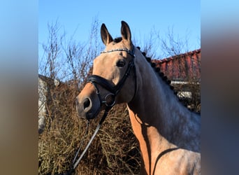 Mecklemburgo, Caballo castrado, 8 años, 169 cm, Buckskin/Bayo