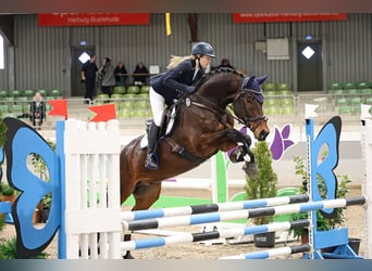 Mecklemburgo, Caballo castrado, 8 años, 173 cm, Castaño oscuro