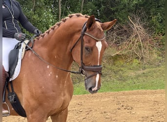 Mecklemburgo, Caballo castrado, 8 años, 178 cm, Alazán