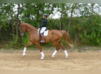 Mecklemburgo, Caballo castrado, 8 años, 178 cm, Alazán