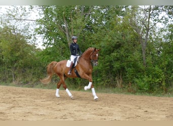 Mecklemburgo, Caballo castrado, 8 años, 178 cm, Alazán