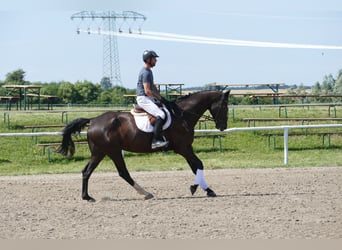 Mecklemburgo, Caballo castrado, 8 años, Castaño oscuro