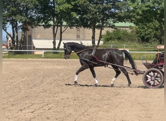 Mecklemburgo, Caballo castrado, 8 años, Castaño oscuro