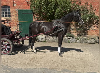 Mecklemburgo, Caballo castrado, 8 años, Castaño oscuro