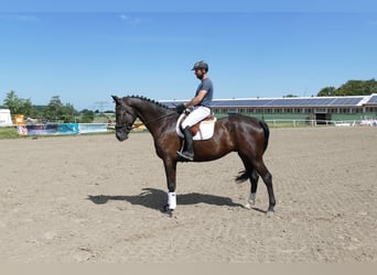Mecklemburgo, Caballo castrado, 8 años, Castaño oscuro