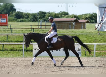 Mecklemburgo, Caballo castrado, 8 años, Castaño oscuro