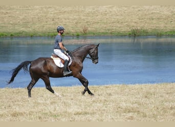 Mecklemburgo, Caballo castrado, 8 años, Castaño oscuro