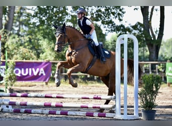 Mecklemburgo, Caballo castrado, 9 años, 168 cm, Alazán