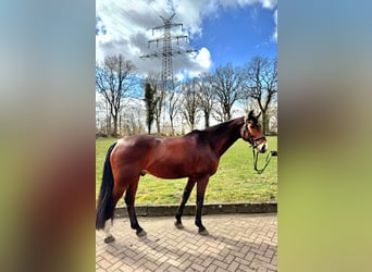 Mecklemburgo, Caballo castrado, 9 años, 168 cm, Castaño