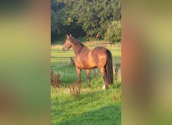 Mecklemburgo, Caballo castrado, 9 años, 168 cm, Castaño