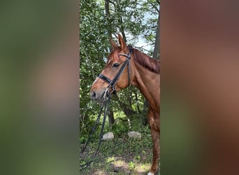 Mecklemburgo, Caballo castrado, 9 años, 170 cm, Alazán
