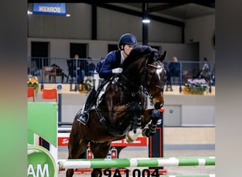 Mecklemburgo, Caballo castrado, 9 años, 170 cm, Castaño oscuro