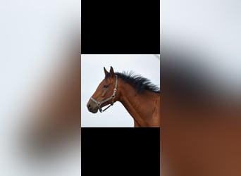 Mecklemburgo, Caballo castrado, 9 años, 172 cm, Castaño