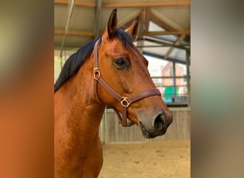 Mecklemburgo, Caballo castrado, 9 años, 172 cm, Castaño