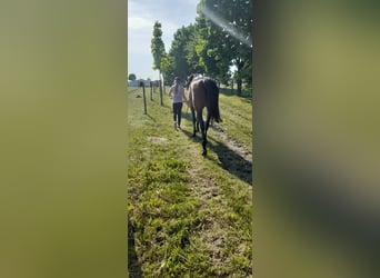 Mecklemburgo, Caballo castrado, 9 años, 176 cm, Castaño