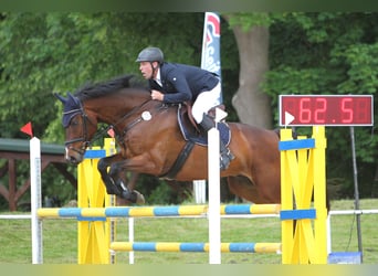 Mecklemburgo, Caballo castrado, 9 años, 176 cm, Castaño