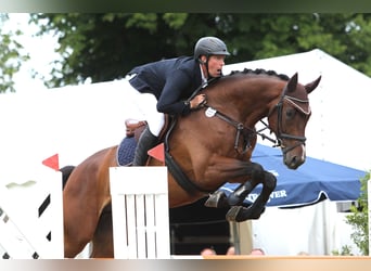 Mecklemburgo, Caballo castrado, 9 años, 176 cm, Castaño