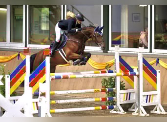 Mecklemburgo, Caballo castrado, 9 años, Castaño